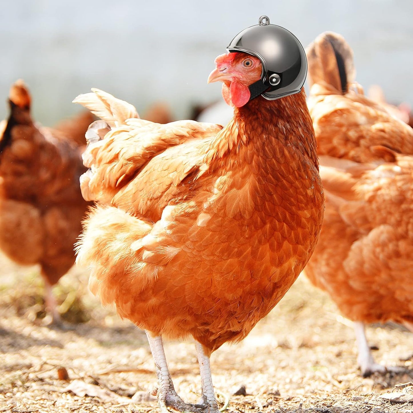 MrPetMan Novelty Small Pet Safety Helmets