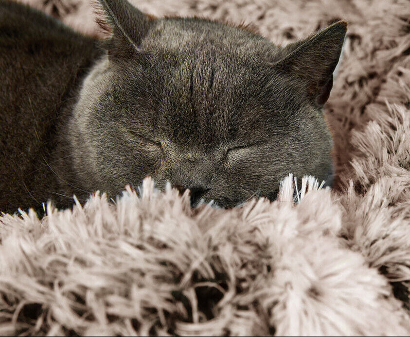 Pawevo XL Calming Donut Bed