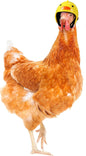 MrPetMan Novelty Small Pet Safety Helmets